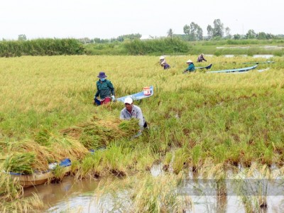 Bất ngờ với lượng phát thải khí nhà kính đo được ở mô hình nuôi tôm - lúa, tôm - rừng