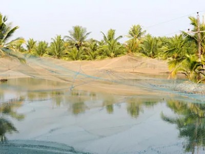 10 cách cơ bản để nuôi tôm hiệu quả