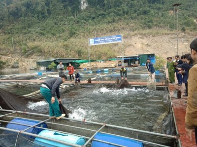Nuôi cá đặc sản trên sông, hồ chứa lãi cao gấp 1,5 lần, nông dân Tuyên Quang thả nuôi hàng nghìn lồng