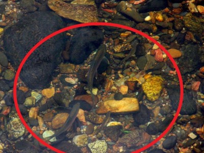 Loài cá xưa chỉ nhà nghèo mới ăn, giá cực rẻ nay thành đặc sản nhà khá giả 