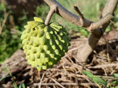 Kỳ công trồng loại trái lạ phải thụ phấn bằng tay, một HTX ở Bình Dương, dự kiến thu 15 tỷ