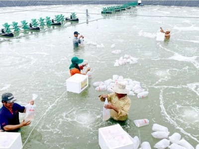 Trà Vinh: Sản lượng thu hoạch thủy sản đạt hơn 101.500 tấn