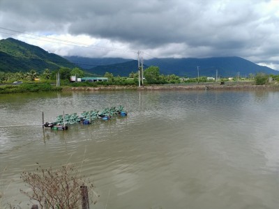 Nuôi tôm mới thả giống chưa được một tháng đã chết la liệt, nông dân Khánh Hòa lỗ nặng