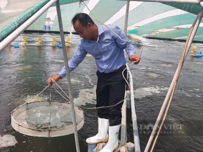 Rơi vào tay một anh nông dân, bãi bùn ở xứ cù lao của Tiền Giang bỗng cho tiền tỷ