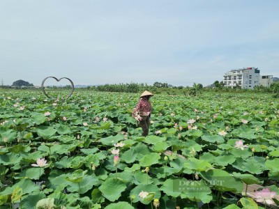 Ninh Bình: Tuyển chọn và phát triển được 5 giống sen mới theo chuỗi giá trị