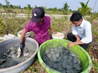 Kiên Giang: Giá ba ba thương phẩm tăng kỷ lục 16 năm qua, con càng to càng đắt hàng