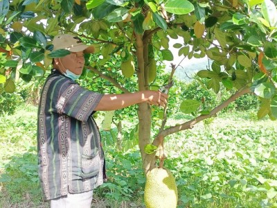 Trồng mít dưới chân đèo, đếm không xuể, thầy giáo Bình Thuận tập làm nông dân hóa ra lại thành tỷ phú
