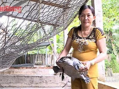 Đây là hai loài bò sát nuôi lấy thịt đang tăng giá mạnh ở Hậu Giang, nông dân không có đủ để bán
