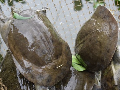 Nuôi con đặc sản ở bể xi măng, đẻ trứng trong hầm, ông nông dân Quảng Nam hễ bắt lên là bán được ngay