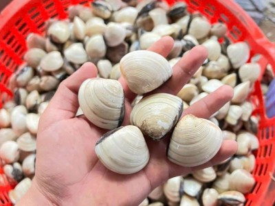 Phân tích chế độ ăn của nghêu trên bãi triều – Cơ sở khoa học cho nuôi trồng hiệu quả