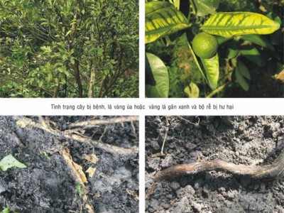 Phòng, trừ sâu bệnh hại trên cây có múi