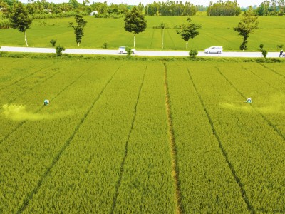 Nông dân ĐBSCL bán lúa non trước 