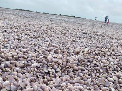 Sau bão số 4 Noru, ngao lạ dạt vào bờ biển Nam Định dài cả km, dân đua nhau ra vớt 