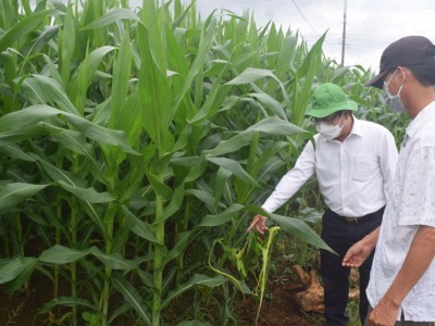 Trồng giống cây bắp chỉ cần xanh tốt, lấy thân lấy lá bán, nông dân nơi này của Phú Yên thu nhập cao