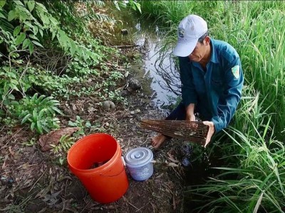 Bắt cá rô đồng mùa lúa sắp chín bằng xà di, nghề độc đáo ở miền Tây