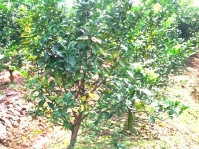 Bệnh vàng lá thối rễ cam, quýt