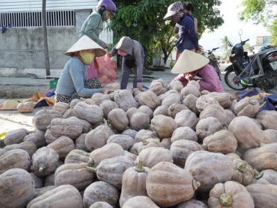 Bí đỏ đã cho thu hoạch nhưng khách vắng hoe, nông dân Khánh Hòa đứng ngồi không yên