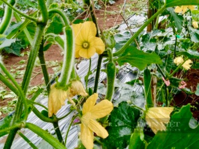 Trồng loại cây dây leo mắt lưới, ra loại quả dài gần 1 mét, nông dân Sơn La có thu nhập cao hơn