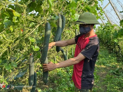 Ruộng trồng thứ dây leo ra trái treo lủng lẳng đẹp như phim ở Nghệ An, ai đi qua cũng phải đứng ngó một tý