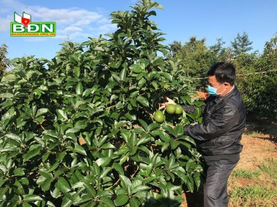 Diện tích trồng bơ tăng gấp 4 lần, nhưng nông dân Đắk Nông phải 