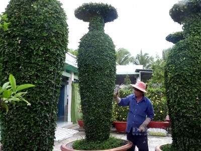 Tiền Giang: Dùng cây làm hàng rào làm cây cảnh hình lục bình khổng lồ, ông nông dân bán chạy như tôm tươi