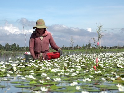 Trên đồng nước nổi mênh mông ở Đồng Tháp đang nở rộ loài hoa trắng miên man khiến dân mạng phát sốt