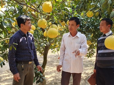 Bắc Giang: Chuyển đổi cơ cấu cây trồng nâng cao giá trị kinh tế