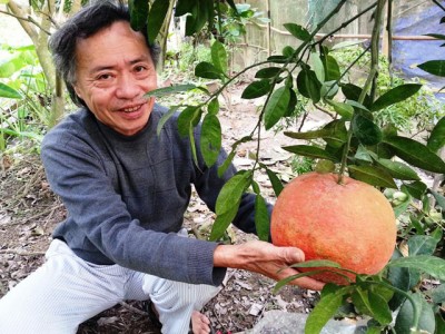 4 loại quả cứ đến Tết lại đắt hàng, có loại cả triệu đồng/quả