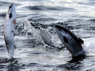 60% loài cá có thể ‘biến mất’ vào năm 2100