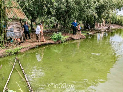 Đây là loài cá gì mà mới năm ngoái nhiều nhà ở Cà Mau nuôi lỗ quá trời, năm nay lại trúng lớn?
