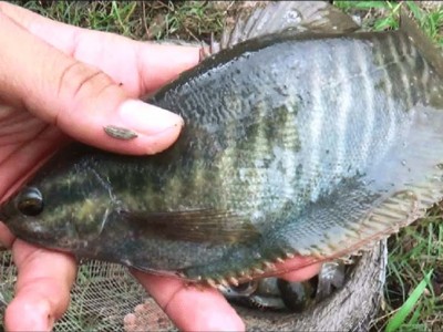 Cá bổi là loài cá giá bán tăng cao nhất, nhì hiện nay ở Cà Mau, nhà nào có cá bán nhà đó trúng đậm