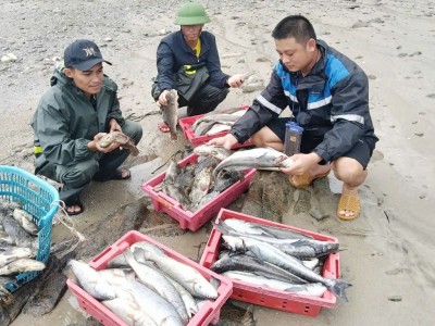 Vùng nuôi biển Quảng Trị thiệt hại nặng do bão