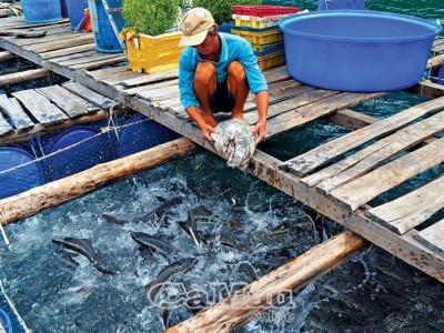 Ở một hòn đảo cách bờ Cà Mau hơn 33km, dân nuôi thứ cá to bự tranh nhau đớp mồi, hễ bán là trúng
