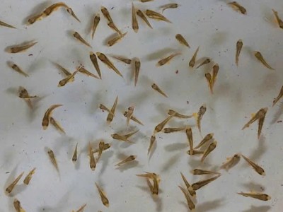 Việt Nam tiên phong lai tạo thành công giống cá quý hiếm, bán giá 1 triệu đồng/kg