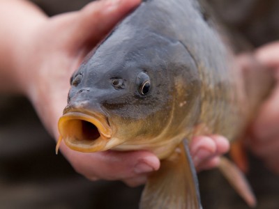 Hoa kim ngân – Hy vọng thay thế kháng sinh trên cá chép