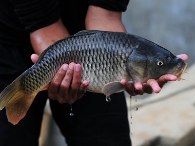 Giảm độc tính kim loại nặng ở động vật thủy sản