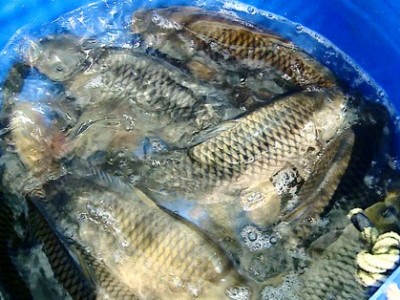 Loại cá chép thường nuôi thành cá đặc sản đang tăng giá tốt ở Vĩnh Long, bắt lên là bán 150-160.000 đồng/kg