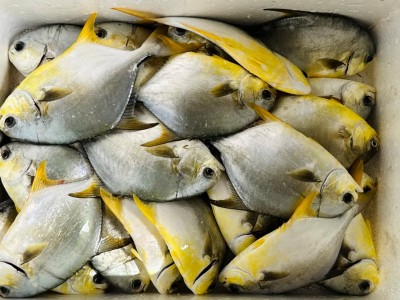 Hà Tĩnh nhân rộng nuôi cá chim vây vàng VietGAP