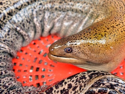 Loài cá được ví như 'linh dược