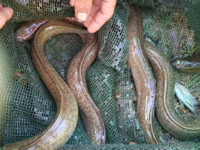 Đào ao đất nuôi cá đặc sản vừa dài vừa to, nông dân Kiên Giang bắt bán hơn 420.000 đồng/kg