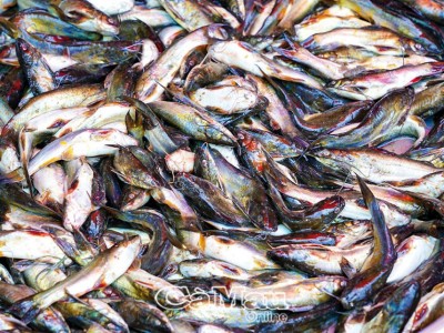 Trời mưa đi bắt cá chốt trứng ở Cà Mau về nấu canh lá me non, sao ăn mấy bữa liền vẫn thòm thèm?