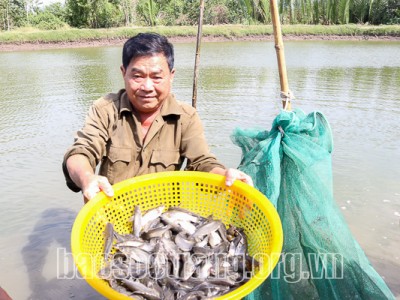 Nuôi thứ cá đặc sản này trong ao tôm, nông dân Sóc Trăng bất ngờ là con nào cũng 