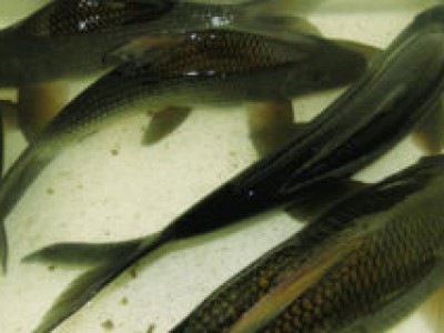 Hòa Bình: Phát triển nghề nuôi cá dầm xanh ở xã Vạn Mai