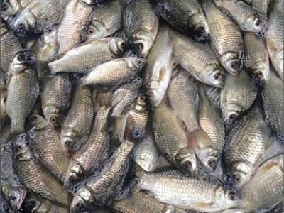 Đổi cá diếc của thuyền chài, bố đem kho khế chua đun âm ỉ trên bếp, hái rau vườn luộc chấm đậm cơm quê