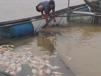 TT-Huế: Cá nuôi lồng chết la liệt do mưa lũ, dân thiệt hại nặng nề