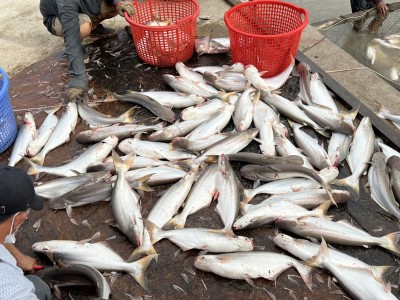 Bỏ con tôm, nông dân Cần Giờ đổi đời nhờ chọn nuôi loài thuỷ sản này