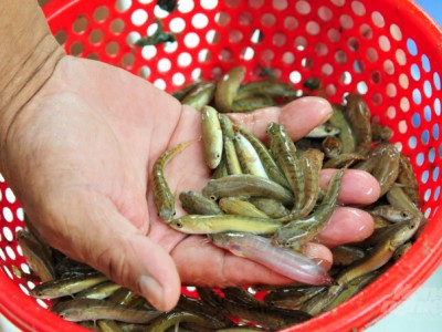 Trầm lắng thị trường giống thủy sản