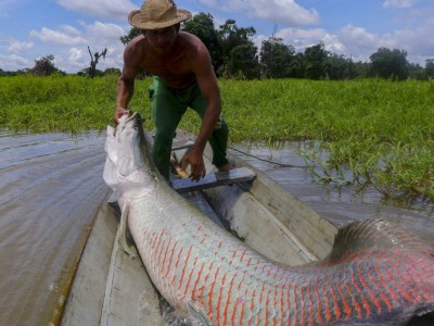 Tổng cục Thủy sản: Cá hải tượng long không thuộc danh mục loài thuỷ sản được phép kinh doanh tại Việt Nam
