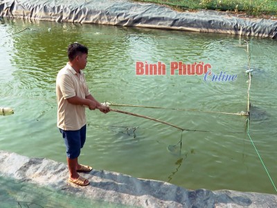 Đem loài cá đẹp như cá kiểng từ miền Tây lên Bình Phước nuôi trong ao, nhiều người kéo tới xem