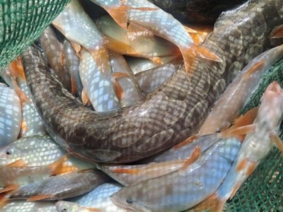 Mô hình nuôi ghép đặc sản - cá chạch lấu và cá heo nước ngọt